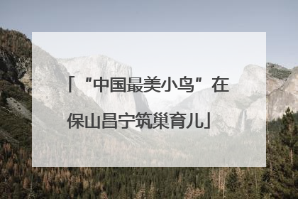 “中国最美小鸟”在保山昌宁筑巢育儿