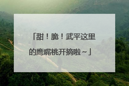 甜！脆！武平这里的鹰嘴桃开摘啦～