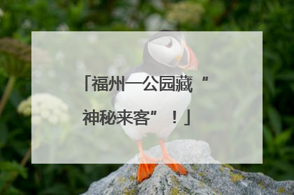福州一公园藏“神秘来客”！