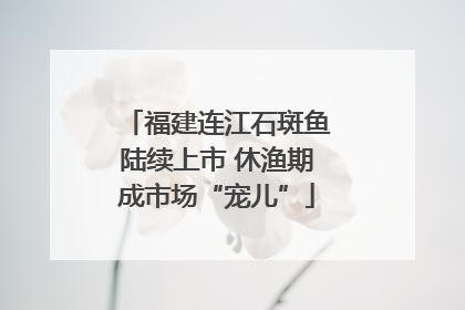 福建连江石斑鱼陆续上市 休渔期成市场“宠儿”