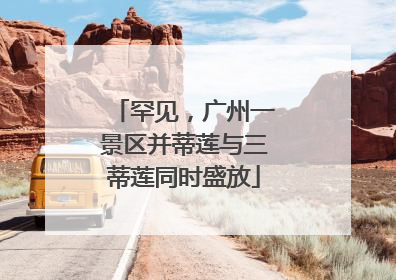 罕见，广州一景区并蒂莲与三蒂莲同时盛放