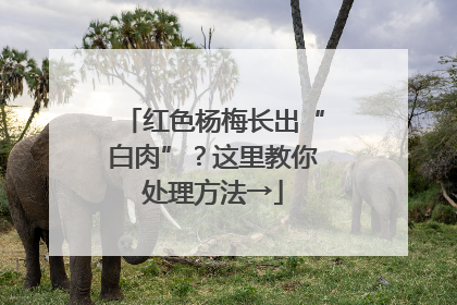 红色杨梅长出“白肉”？这里教你处理方法→
