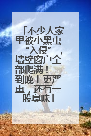 不少人家里被小黑虫“入侵”，墙壁窗户全部爬满！一到晚上更严重，还有一股臭味