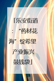 乐安街道：“药材花海”绽希望 产业振兴鼓钱袋