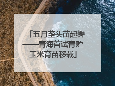 五月垄头苗起舞——青海首试青贮玉米育苗移栽