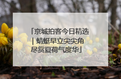 京城拍客今日精选｜蜻蜓早立尖尖角 尽赏夏荷气度华