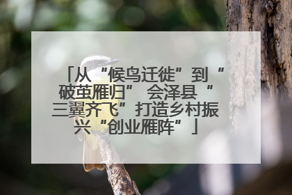 从“候鸟迁徙”到“破茧雁归” 会泽县“三翼齐飞”打造乡村振兴“创业雁阵”