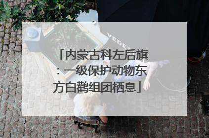 内蒙古科左后旗：一级保护动物东方白鹳组团栖息