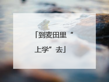 到麦田里“上学”去