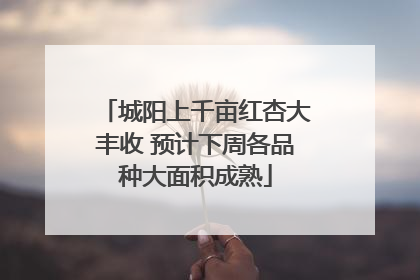 城阳上千亩红杏大丰收 预计下周各品种大面积成熟