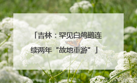 吉林：罕见白鸬鹚连续两年“故地重游”