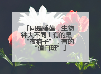 同是睡莲，生物钟大不同！有的是“夜猫子”，有的“值白班”