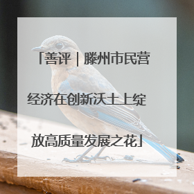 善评｜滕州市民营经济在创新沃土上绽放高质量发展之花