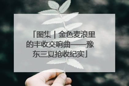 图集｜金色麦浪里的丰收交响曲——豫东三夏抢收纪实