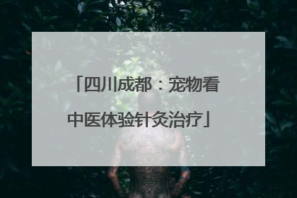 四川成都：宠物看中医体验针灸治疗
