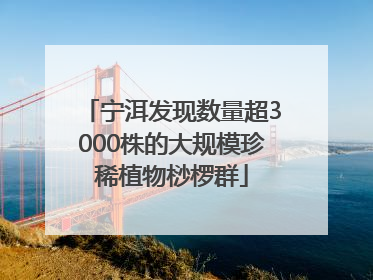 宁洱发现数量超3000株的大规模珍稀植物桫椤群
