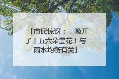 市民惊讶：一晚开了十五六朵昙花！与雨水均衡有关