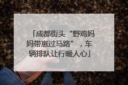 成都街头“野鸡妈妈带崽过马路”，车辆排队让行暖人心