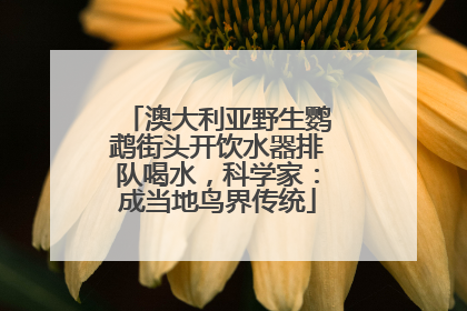 澳大利亚野生鹦鹉街头开饮水器排队喝水，科学家：成当地鸟界传统