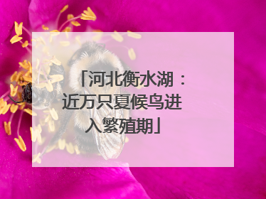 河北衡水湖：近万只夏候鸟进入繁殖期