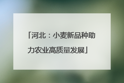 河北：小麦新品种助力农业高质量发展