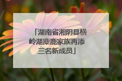 湖南省湘阴县横岭湖麋鹿家族再添三名新成员