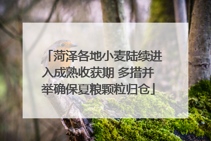 菏泽各地小麦陆续进入成熟收获期 多措并举确保夏粮颗粒归仓