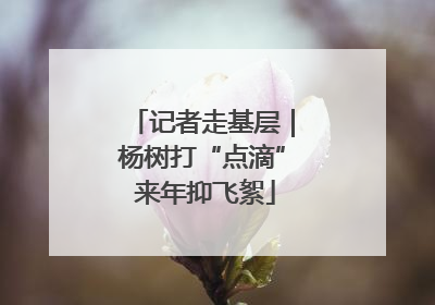 记者走基层｜杨树打“点滴” 来年抑飞絮