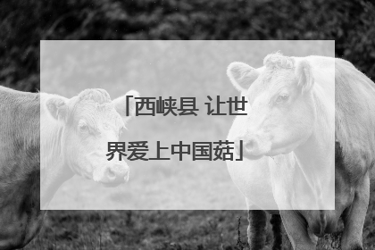 西峡县 让世界爱上中国菇