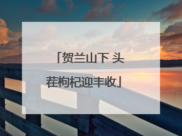 贺兰山下 头茬枸杞迎丰收