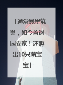 通常悬崖筑巢，如今首钢园安家！还孵出10只萌宝宝