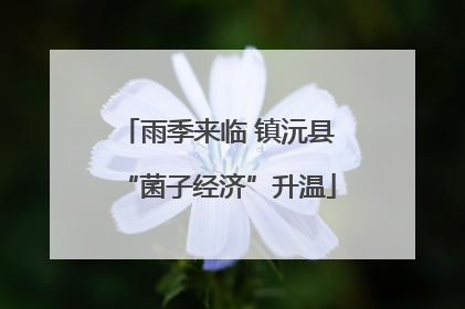 雨季来临 镇沅县“菌子经济”升温