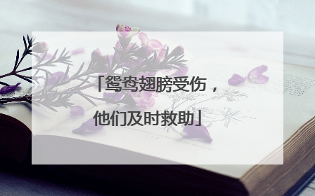 鸳鸯翅膀受伤，他们及时救助